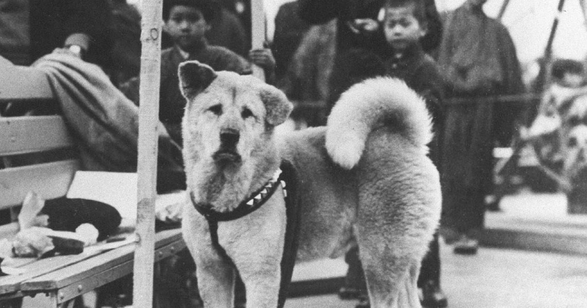 Hachiko