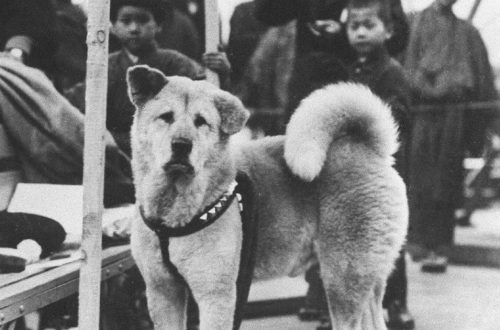 Hachiko