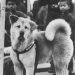 Hachiko