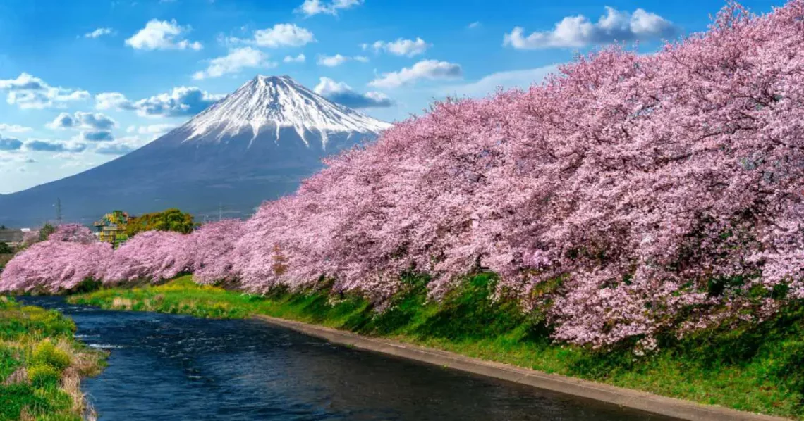 sakura blossom in japan