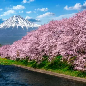 sakura blossom in japan
