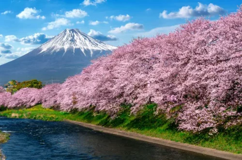 sakura blossom in japan